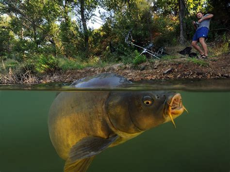 Fondos de pantalla : lago, pescado, fauna silvestre, submarino, vista ...