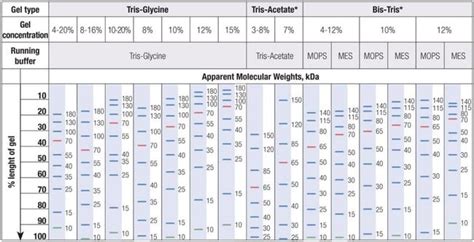 Thermo Scientific™ PageRuler™ Prestained Protein Ladder, 10 to 180 kDa ...