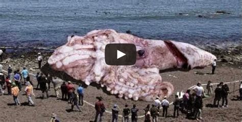 How To Fishing: 48 METERS GIANT SQUID FOUND IN CALIFORNIA? JANUARY 10 ...