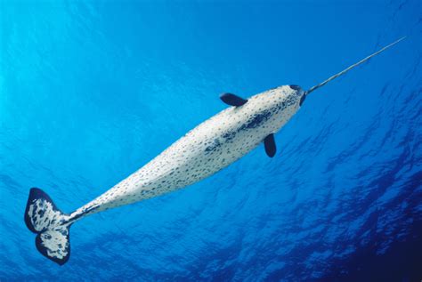 Narwhal Animal Facts - Unicorn of the Sea