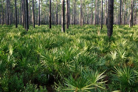 Florida Forests - National Forest Foundation