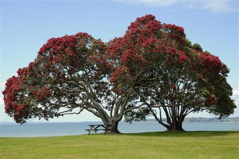 Iconic New Zealand Christmas tree has Australian roots - UPI.com