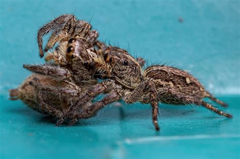 Premium Photo | Female adult pantropical jumping spider of the species plexippus paykulli doing ...