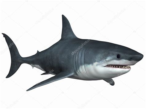 Great White Shark Stock Photo by ©Digitalstudio 2651623