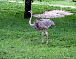 Tampa - Busch Gardens - Serengeti Railway - Ostrich | Flickr