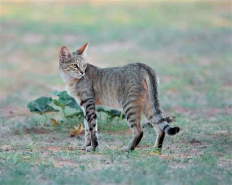 Datos de Felis silvestris lybica, dieta, hábitat e imágenes en Animalia.bio