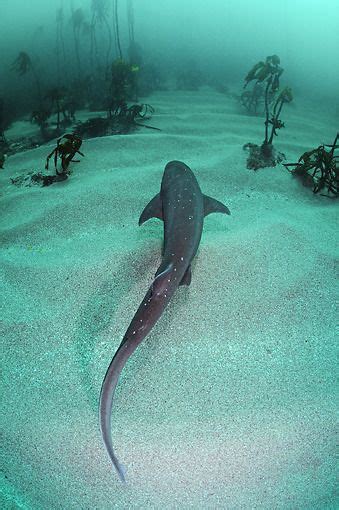 theanimaleffect: “ Broadnose Sevengill Shark Swimming Along Ocean Floor South Africa by Brandon ...