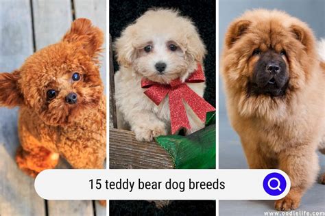 15 Teddy Bear Dog Breeds (with PHOTOS) - Oodle Life