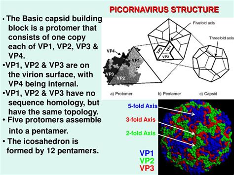 PPT - Picornaviruses PowerPoint Presentation, free download - ID:226711