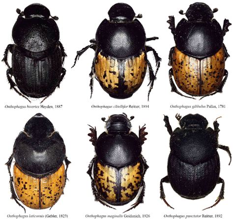 Dung beetle species recovered from the horse and cattle dung in... | Download Scientific Diagram