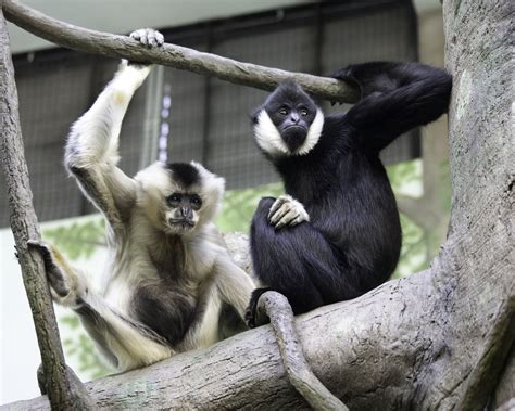 What is a gibbon? — Gibbon SSP