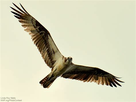 Is the Seahawk a Real Bird? - The National Wildlife Federation Blog