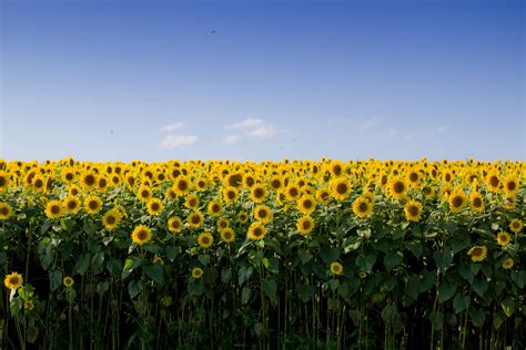 Sunflower Field Photoshoot Ideas and Tips (for Stunning Results)