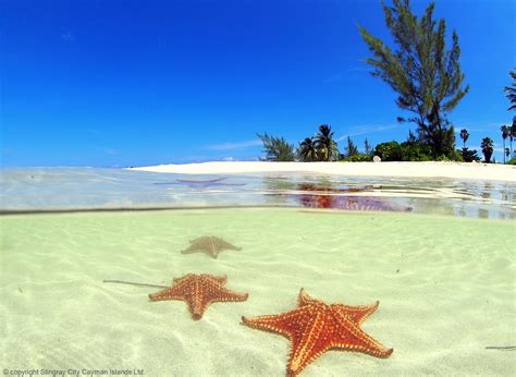 Starfish Point & Rum Point Club - Cayman Sun and Fun Excursion