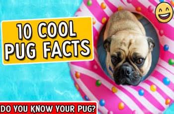 10 Cool Pug Facts - Pug Breed Facts