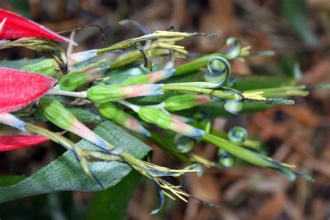 Bromeliad Flowering Free Stock Photo - Public Domain Pictures