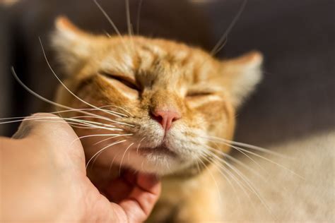 Feline Chin Acne Possible Causes, Signs, and Treatment