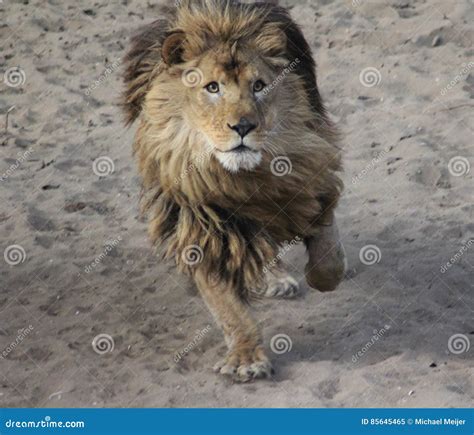 African lion running stock image. Image of carnivora - 85645465