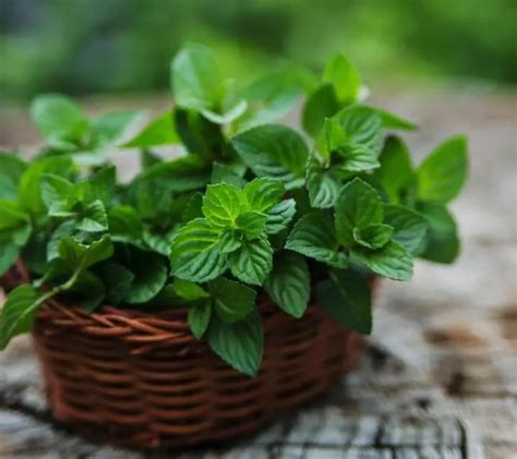 How to Grow Spearmint - Plant Instructions