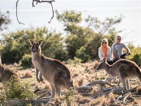 Premier Travel Tasmania - 1 Day Tasmania's Wilderness and Wildlife ...