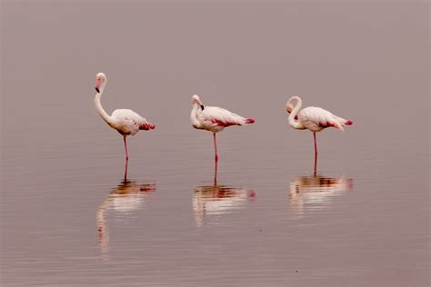 Iphonandean Flamingoe Wallpaper Photos, Download The BEST Free ...