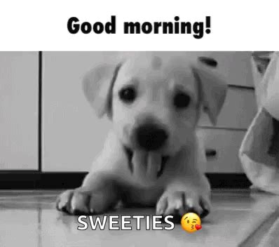 Good Morning GIF - Good Morning Dog - Discover & Share GIFs