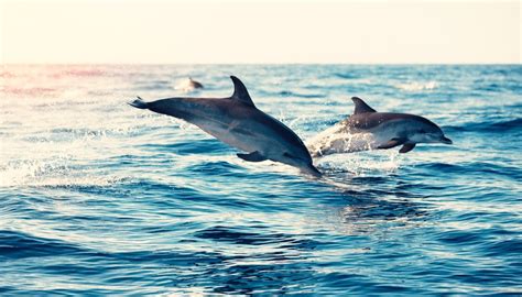 Do Dolphins Really Communicate with Each Other and Humans? | Sciencing