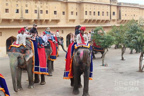 Elephant ride in India Photograph by Rupali Kumbhani - Fine Art America