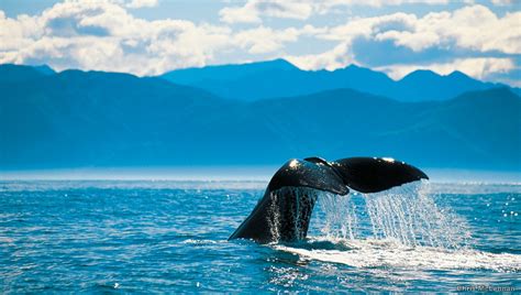 Whale Watching Cruise Kaikoura - 3hr Cruise | NZ Tourism.com