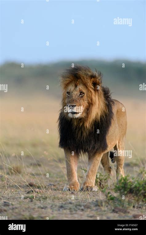 Maned lion panthera leo with very dark mane hi-res stock photography ...