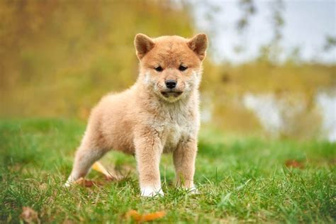 10 Best Shiba Inu Breeders (2024 Updated) - Happy Dog Breeds