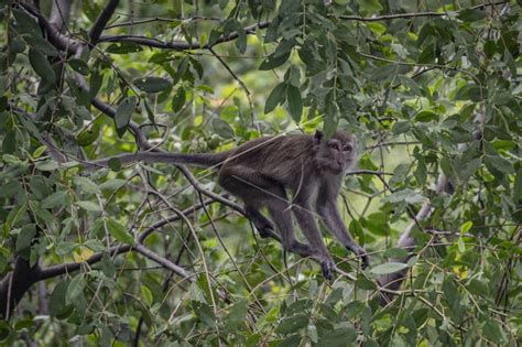 Habitat Monyet Ekor Panjang Di Ibu Kota | ANTARA Foto