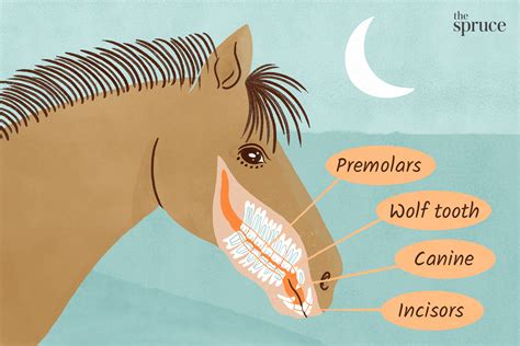 Here's What You Need to Know About Horse Teeth | Horse age, Horses, Wolf teeth