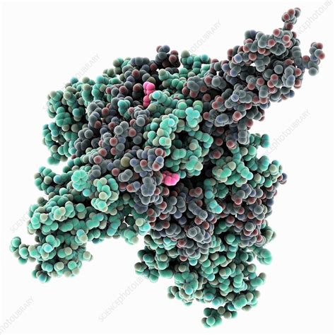 Ebola virus glycoprotein complex, molecular model - Stock Image - C038 ...