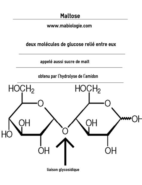 Définition Maltose - Ma Biologie