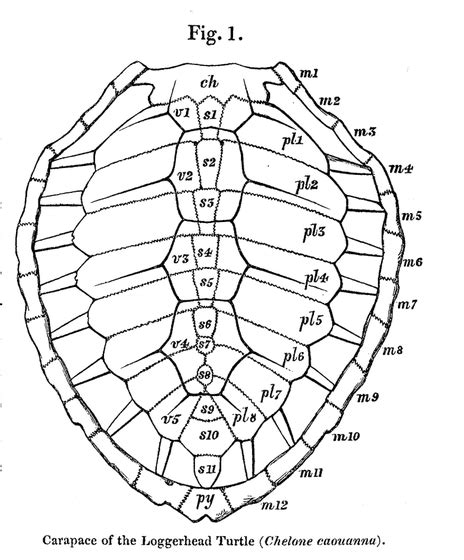 Turtle Shell Diagram - General Wiring Diagram