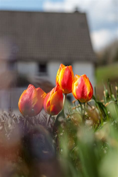 Pink tulips in the garden - Photo #6440 - motosha | Free Stock Photos