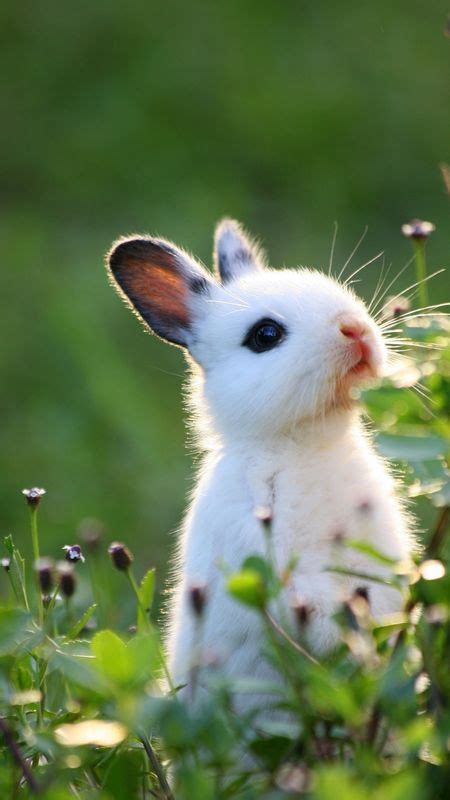 Top 125 + Cute baby animals wallpaper - Inoticia.net