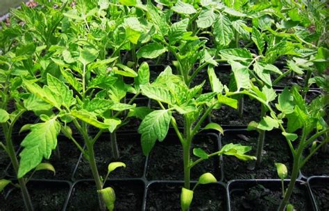 Organic Tomato Seedlings – Saco River Farms