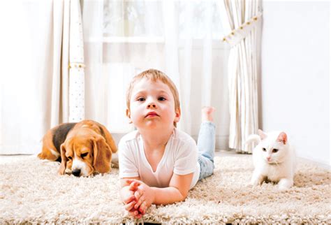 Cats and Babies: Are There Health Risks? - Modern Cat