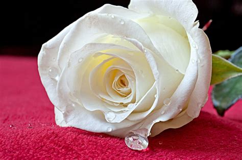 White Rose Wallpapers - Wallpaper Cave