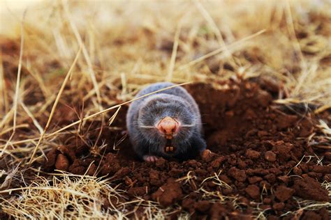 Mole Animal Wallpapers FREE Pictures on GreePX