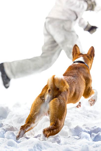 Royalty Free Dog Running Away Pictures, Images and Stock Photos - iStock