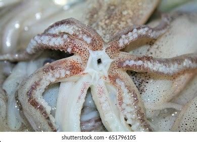 794 Squid Mouth Images, Stock Photos & Vectors | Shutterstock