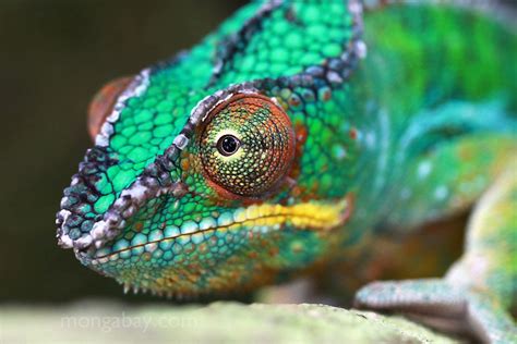 Male panther chameleon | Lizard, Chameleon lizard, Tropical rainforest