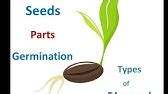 Seed Germination Process - YouTube