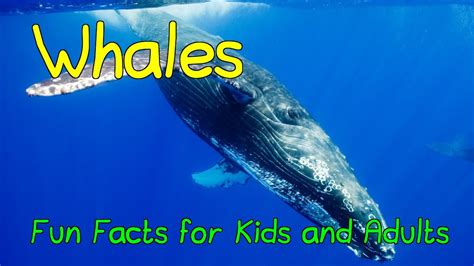 Amazing Facts about Whales - Fun Facts for Kids and Adults - YouTube