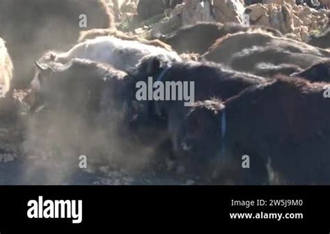 Tibetan plateau animals Stock Videos & Footage - HD and 4K Video Clips ...