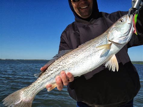 Jersey Cape Guide Service: Big Weakfish