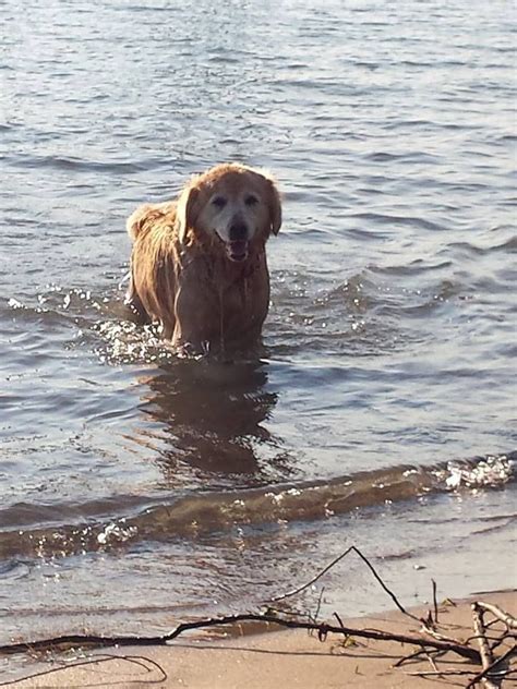 96 best Golden retrievers swimming! images on Pinterest | Golden retrievers, Red golden ...